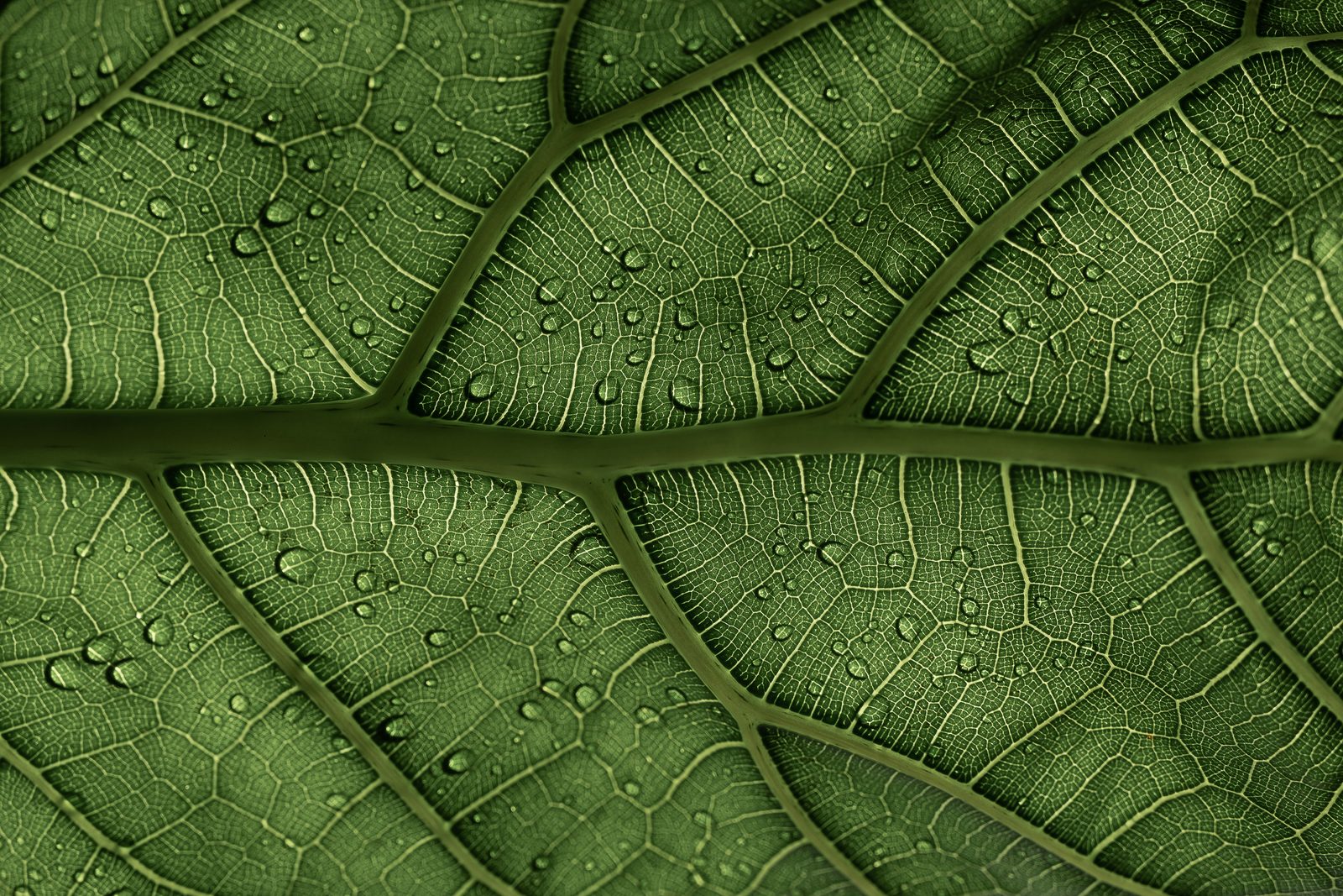Power From Plants (Energy Industry Innovations Part 2)